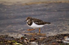 Turnstone1-3-1 (800x533).jpg