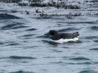 Brunnich's Guillemot 7161.jpg