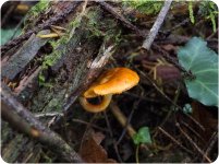 Fungi-16.jpg