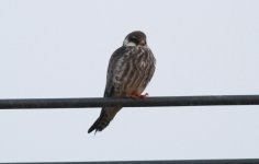 Amur Falcon.jpg