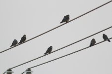 Amur Falcons.jpg