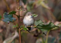 Eastern-Olivaceous-Warbler-.jpg