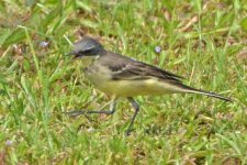 Wagtail Img_1.jpg