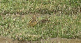 IMG_0290 Greater Painted-snipe PO.jpg