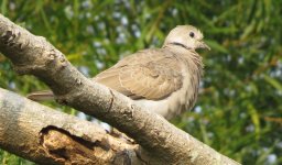 IMG_0299 Red Turtle Dove PO.jpg