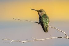 hummingbird-1 resized.jpg