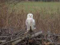 Snowy Owl.jpg