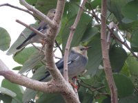 IMG_0692 Silky Starling RDBT.jpg