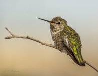 hummingbird-4 resized.jpg