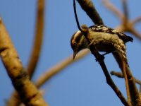 Brown_Capped_Pygmy_Woodpecker.jpg