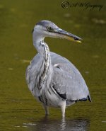 AWG Grey Heron 3881...jpg