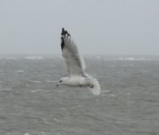 Common Gull (640x544).jpg