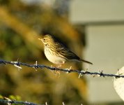 Meadow Pipit (800x675).jpg