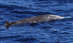 10Cuviers-Beaked-Whale1-HH.jpg