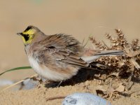 Shore Lark, Winterton, 131027_3.jpg