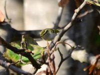 Pallas's Warbler, Winterton, 131027_1.jpg