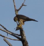 IMG_4748 merlin.jpg