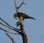 IMG_4768 merlin.jpg