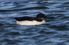 2013_12_26 (4) Brunnichs_Guillemot (800x533).jpg