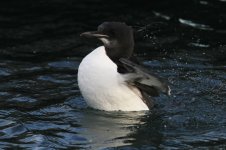 2013_12_28 (5) Brunnichs_Guillemot (800x533).jpg