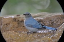 verditer flycatcher V1 orig_DSC7208.jpg