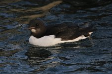 2013_12_28 (7) Brunnichs_Guillemot (800x533).jpg