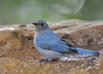 verditer flycatcher V1 crop c_DSC7208.jpg