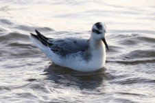 grey phalarope 042.jpg