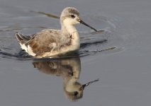 Wilson's-Phalarope-1323.jpg