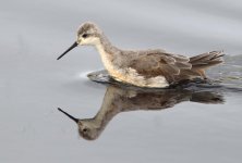 Wilsons-Phalarope-1573.jpg