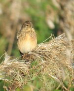 Linnet_02_resized.jpg