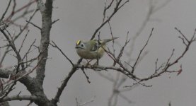 Goldcrest.jpg