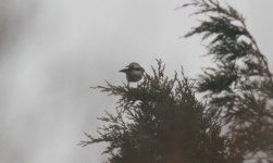 Red-billed Starling.jpg