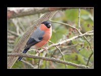 Bullfinch274.jpg