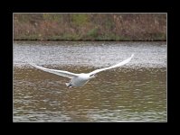 Mute swan201.jpg