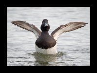 Tufted duck94.jpg