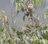 blue-winged minla800.jpg