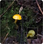 Fungi-3-11.jpg