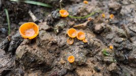 Orangepeel Fungus.jpg