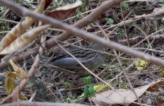 IMG_0359 Lanceolated Warbler 2.jpg