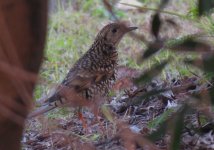 IMG_2112 White's Thrush @ RDBT.jpg