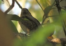 IMG_2109 Wryneck @ RDBT.jpg