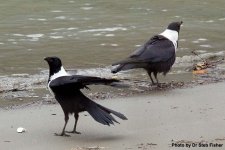 Collared Crows.jpg