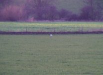 Little Egret Salwarpe.jpg