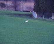 Little Egret Salwarpe 311213.jpg