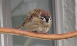 IMG_0726 Tree Sparrow Tai O.jpg