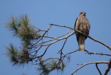 IMG_0747 Black Kite Tai O.jpg