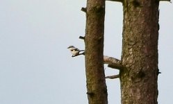 Great Grey Shrike.jpg