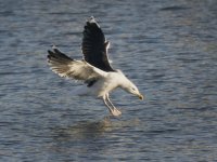 Great Black Backed Gull_G9A3482.JPG