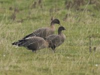 Pink Footed Goose_G9A3591.JPG